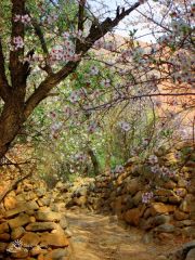 morocco-amellago-blossoms