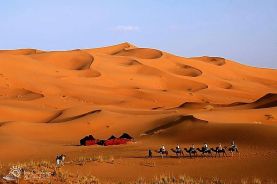 morocco-camel-berber-camp