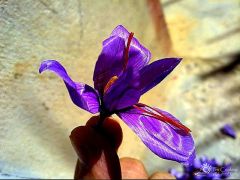 morocco-saffron